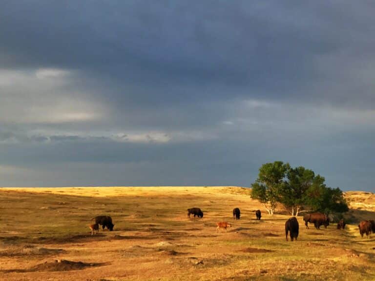 Bison grazing on a sunlit grassy plain under a cloudy sky near Medora, with a lone tree standing watch over what could be the perfect camping spot.