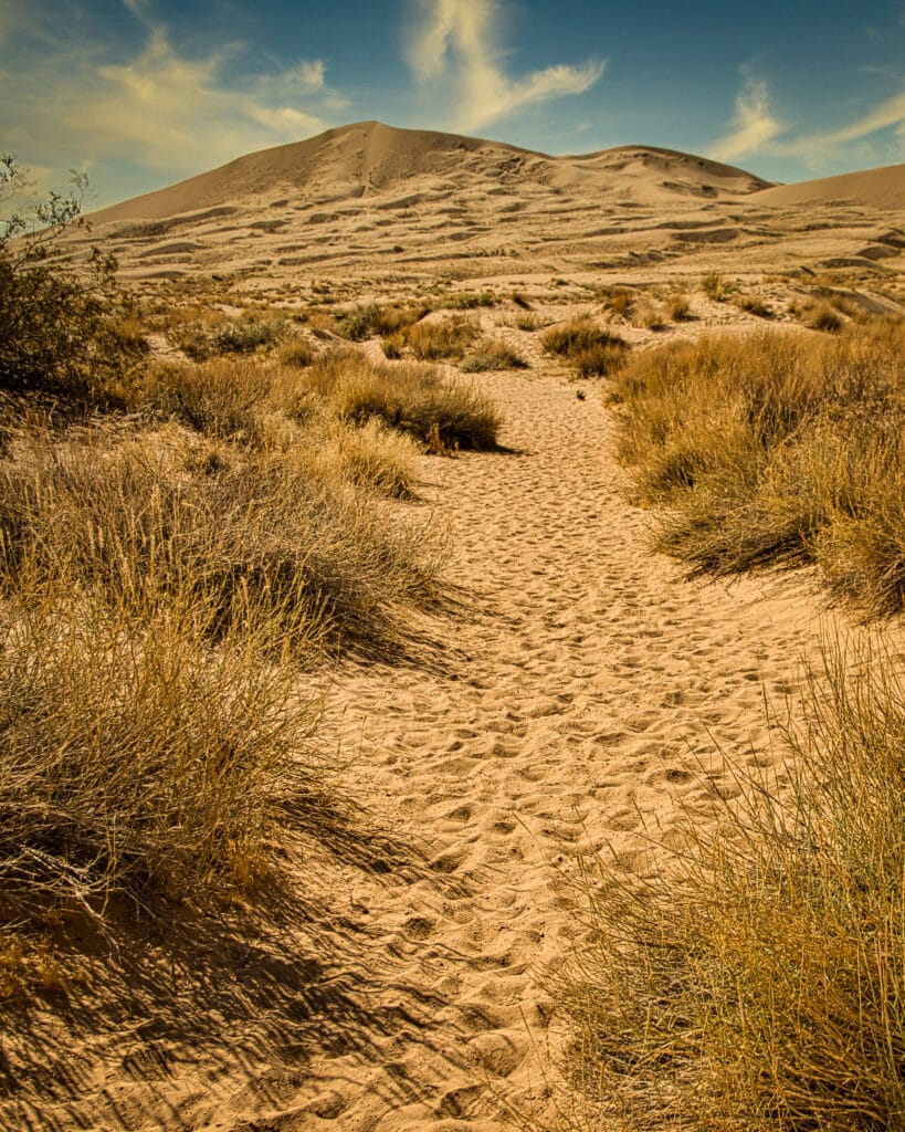 Mojave National Preserve Sand Dune