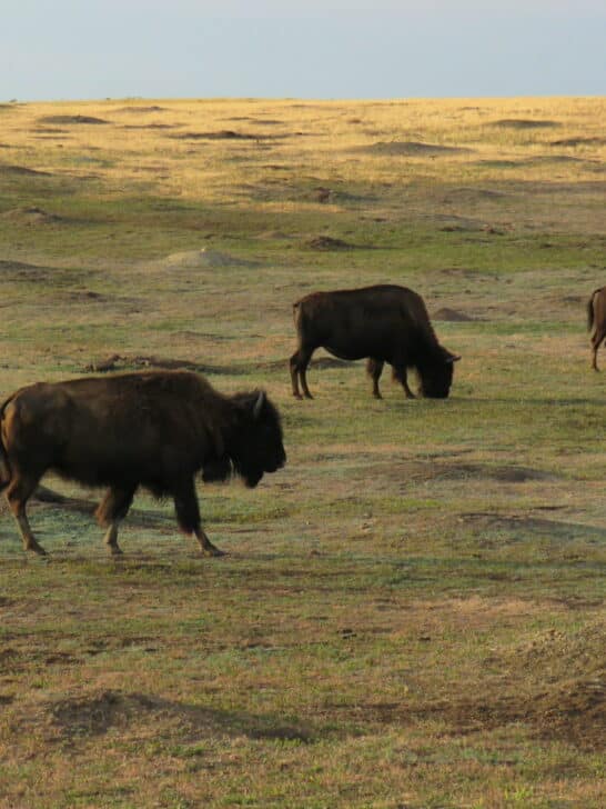bison grazing on grasslands