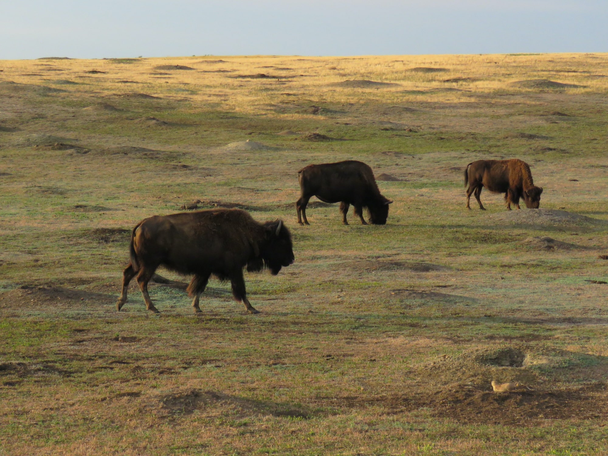 bison grazing on grasslands