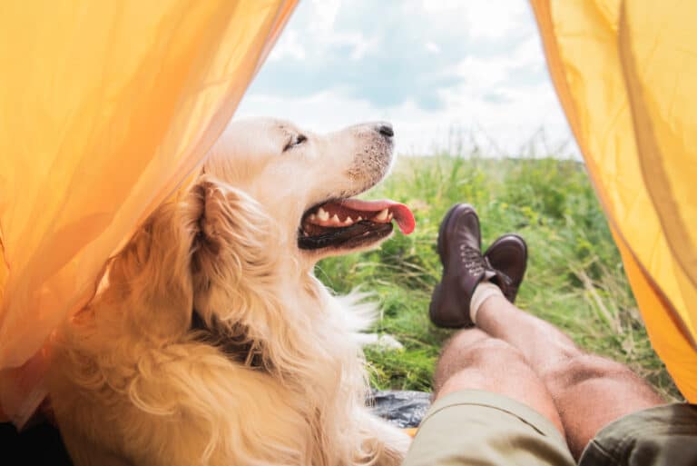 525 Camping Names for a Dog (Inspired by Nature)