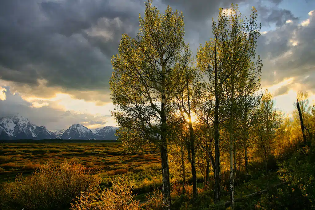 Grand Teton Mountain Range with sunset shinning through trees