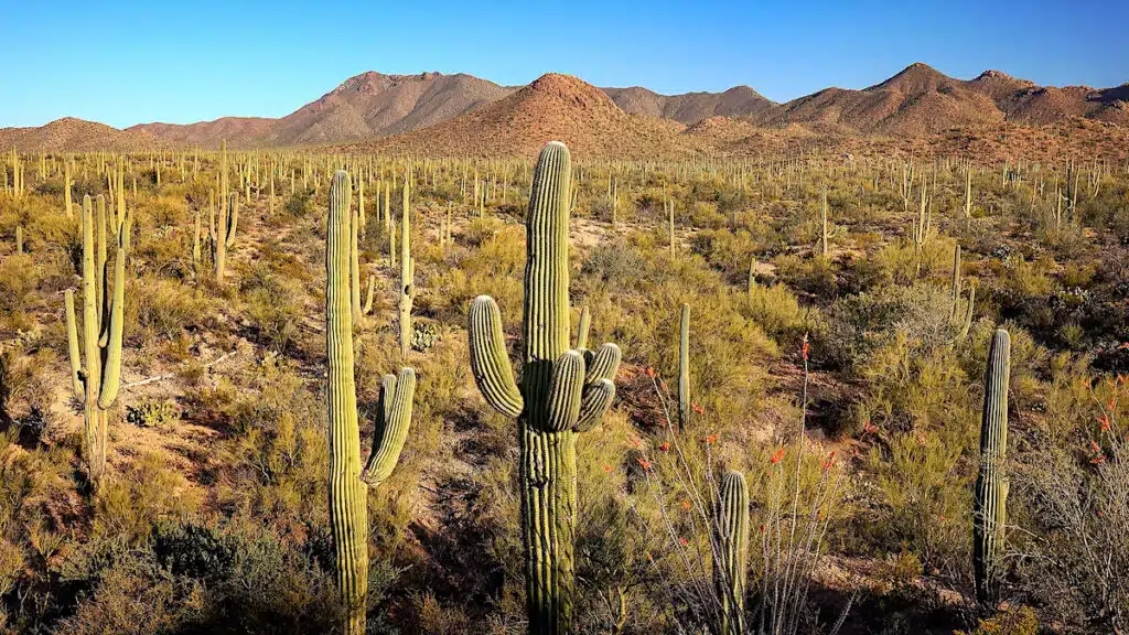 Landscape of Saguaro Cactus at Saguaro National Park in Arizona